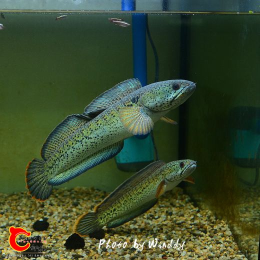 DSC_6937_副本.jpg