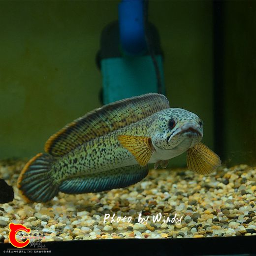 DSC_6942_副本.jpg