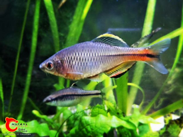 看不出后面这条粗纹是公母