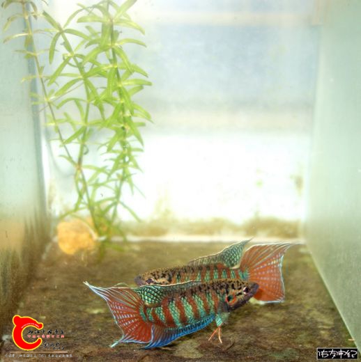DSC06654_副本_副本_副本_副本.jpg