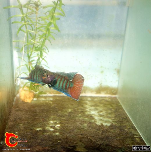 DSC06623_副本_副本_副本_副本_副本.jpg