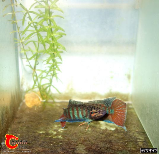DSC06661_副本_副本.jpg