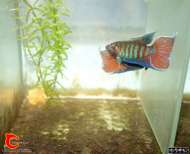 DSC06658_副本_副本.jpg