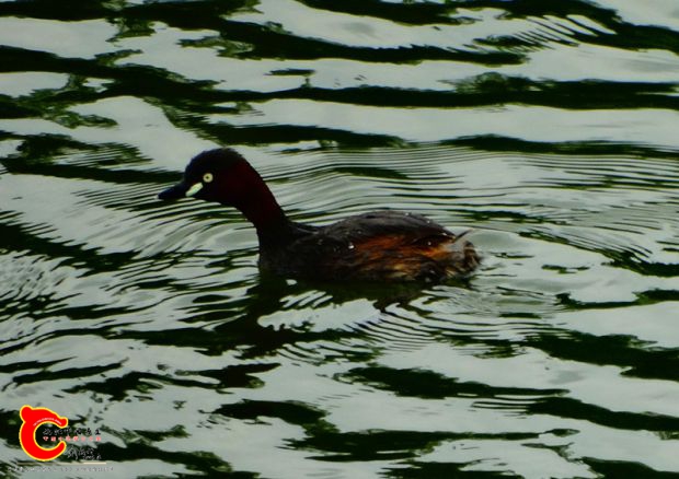 DSC04268.JPG
