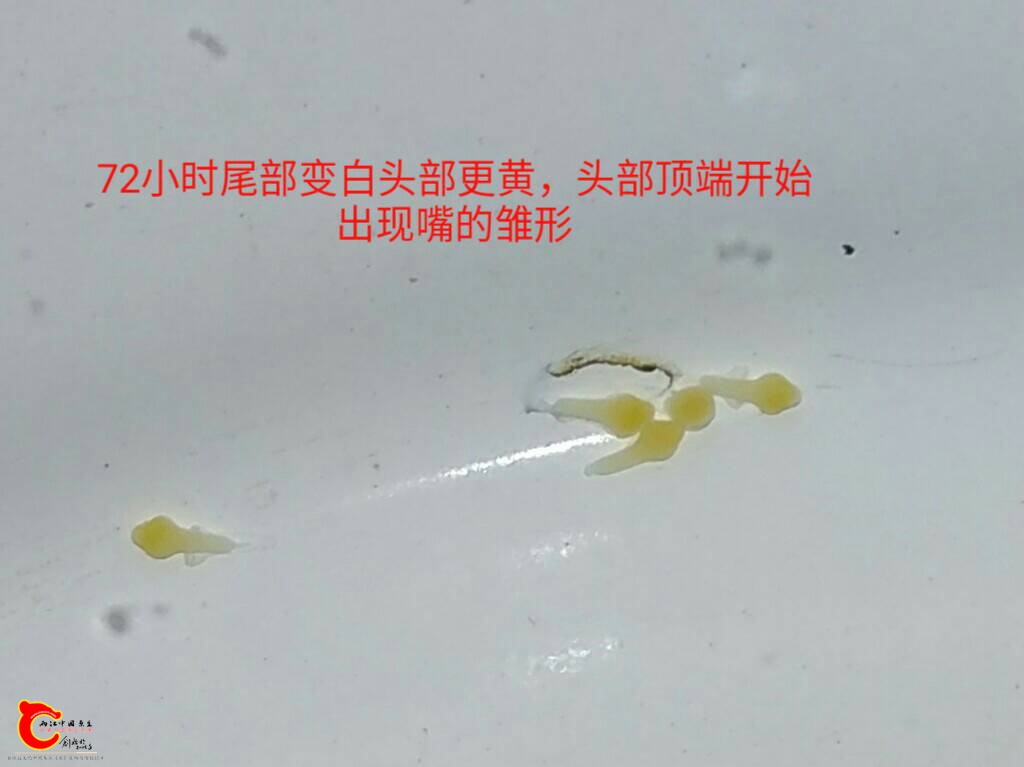 192938xqqvdmq77f79oqnj.jpg