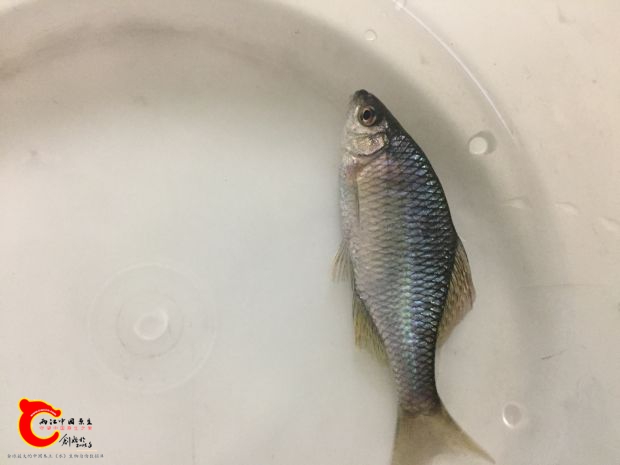 疑似金臀