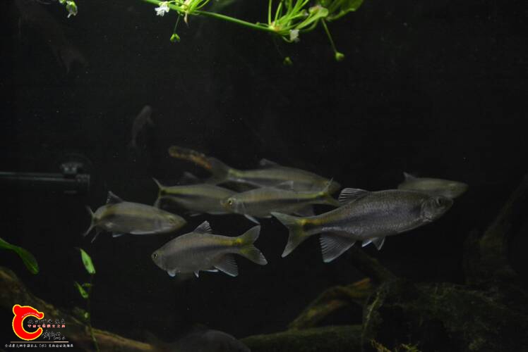 133031hjjnurenu7ffftj0.jpg