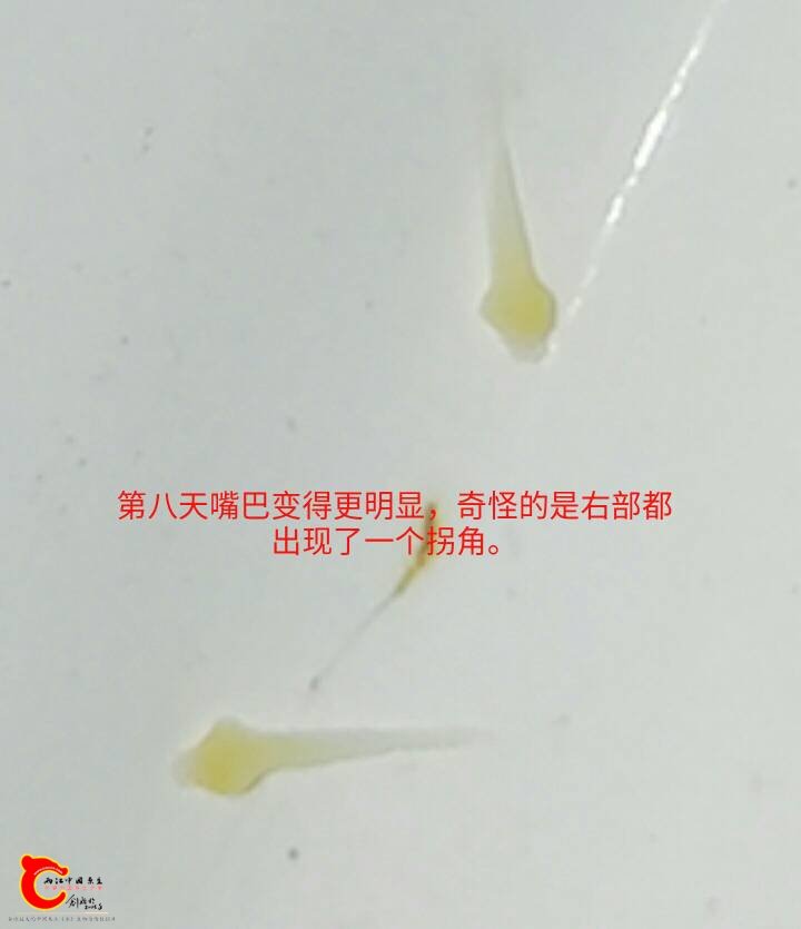 071732twle57hplppbsesp.jpg