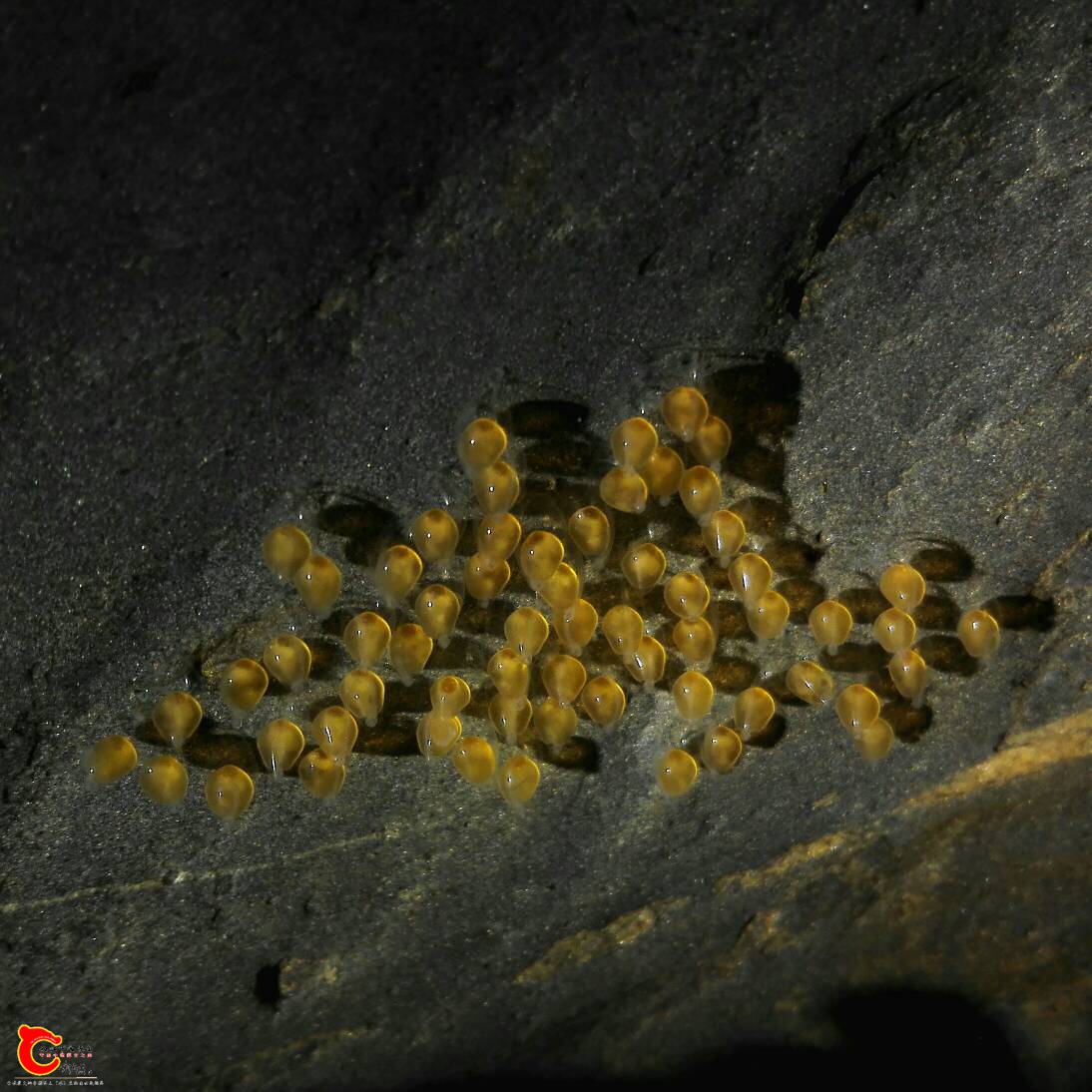 153026dknpzi80f00pknnk.jpg