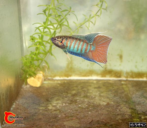 DSC06895_副本.jpg