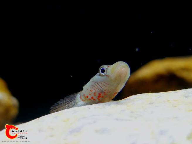 115355xfp42qo4lvll5fr3.jpg