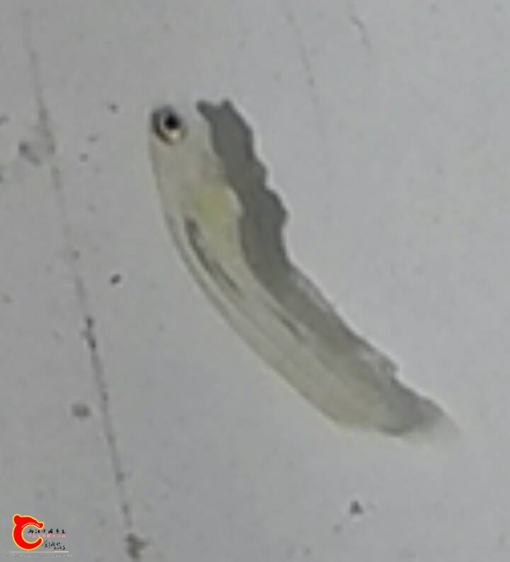 230440xnzjaqkjxpa22060.jpg