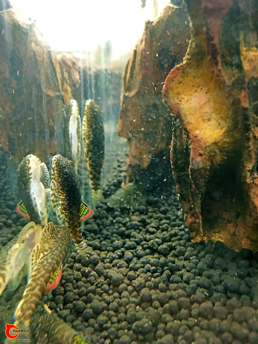211242x6cvzcl66p6apk0h.jpg
