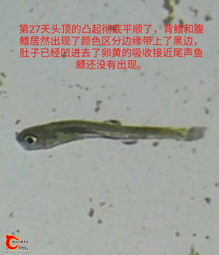 110816rbe9lxzs1kzpana1.jpg