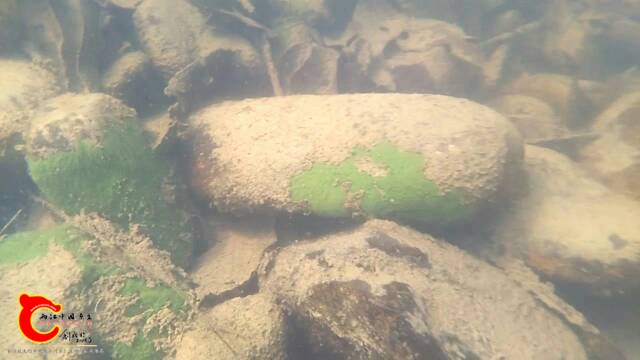205814st3wpgeg1eggl1pt.JPG