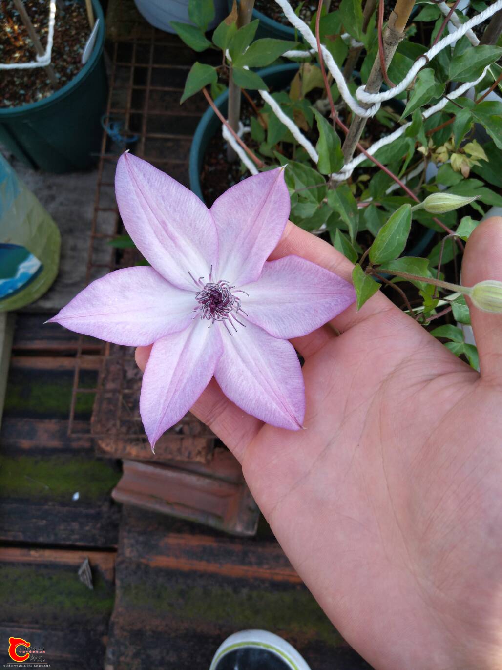 135804umqmqqmmwfgqntnq.jpg