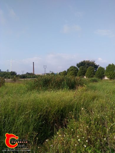 湿地很多草，能看见沙湾大桥.jpg