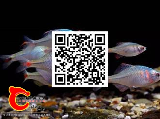 c3769970c70f61739df6edddbf59a175.jpg
