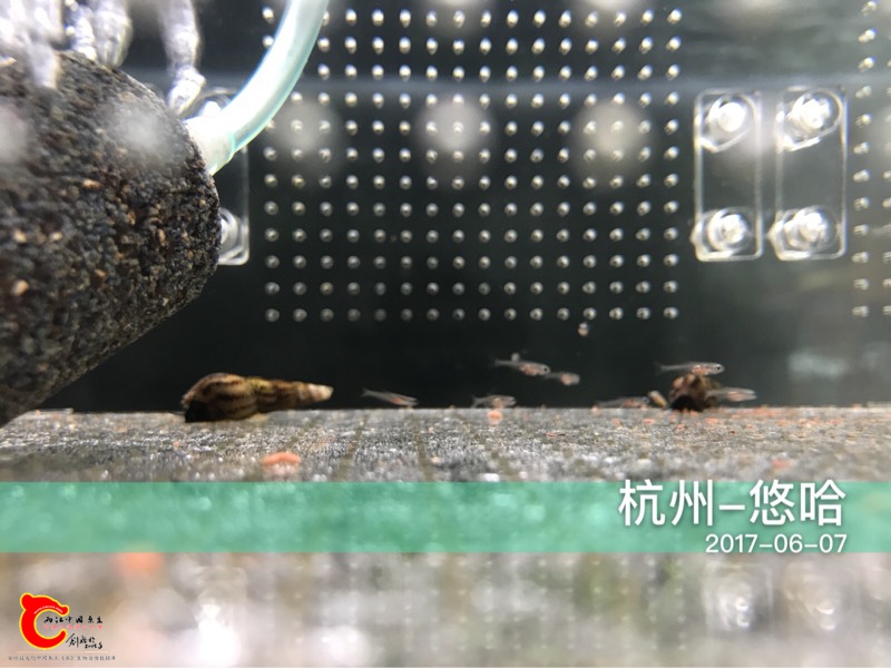 145709zzqo62zdung550q2.jpg
