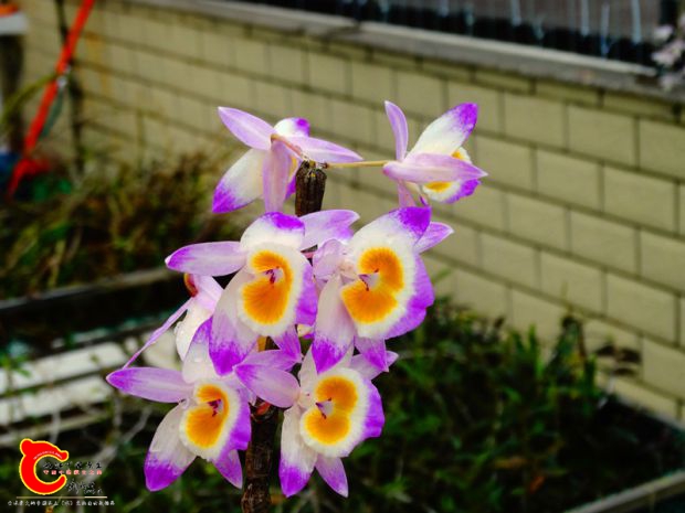 DSC04303.JPG