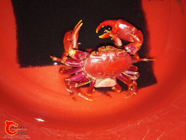 200507pmbdi2cxddggubu0.jpg