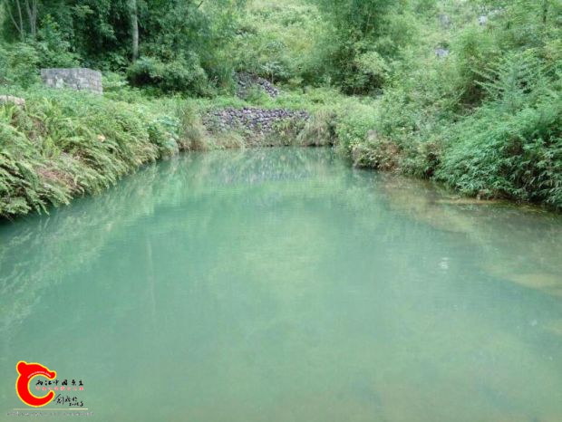 离家只要50米，鲶鱼霸主
