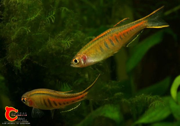 Danio-choprae-7.jpg