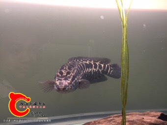 130358c1snecksjq2gn4jc.jpg