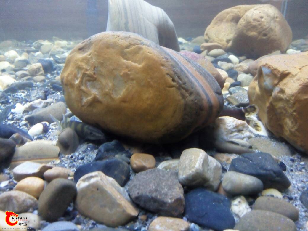 175221emetkheazvi6test.jpg