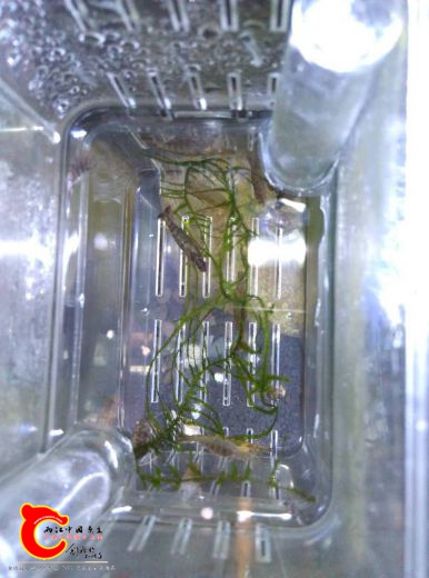 webwxgetm555sgimg.jpg