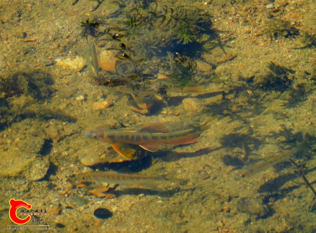 DSC04380.JPG