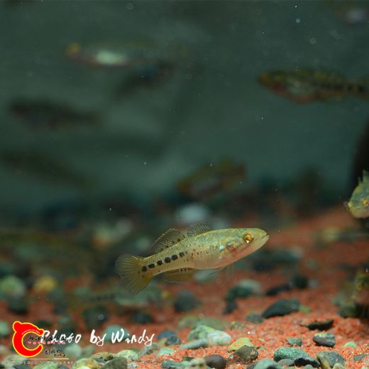 DSC_8047_副本.jpg