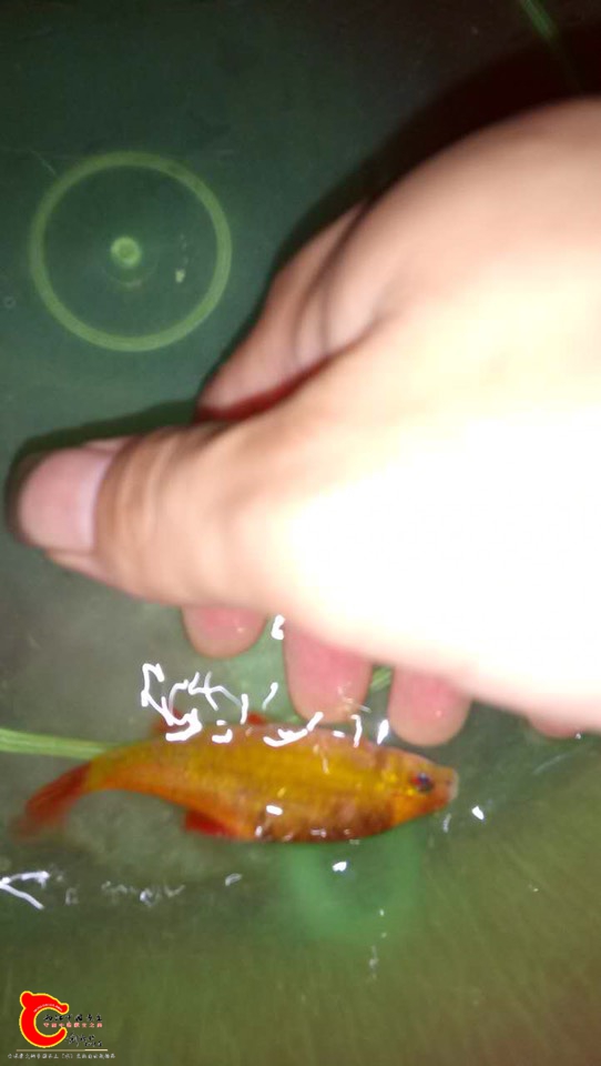 223046fxggmwgqgouuw3sg.jpg