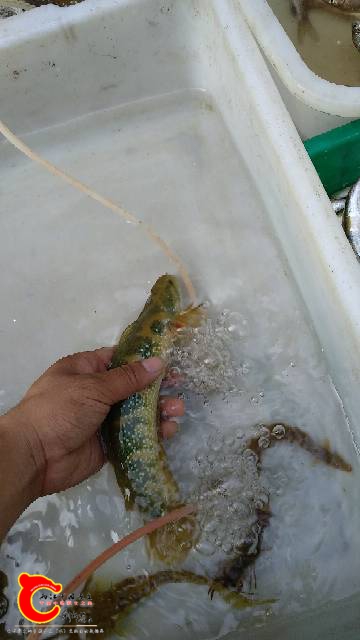 080922tpvvp3maw73mgavz.jpg