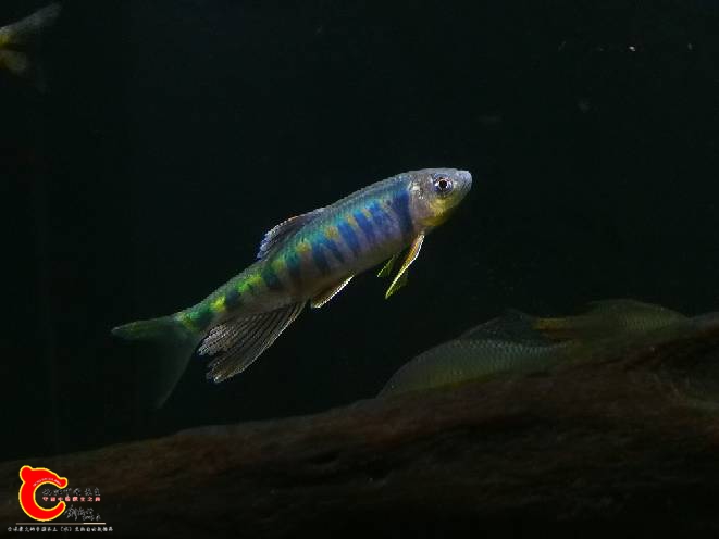 143820khygyro8jg6l6lnk.jpg