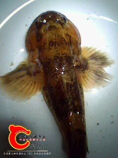 髭鰕虎鱼5.jpg
