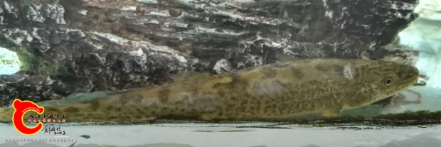 高原鳅1-背面