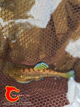 210132wwl4k4wbvgbskkln.jpg