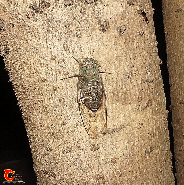 232255nit6x1rbyjryirii.jpg