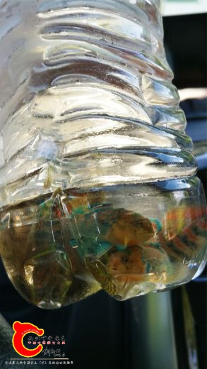IMG_20170708_084845.jpg
