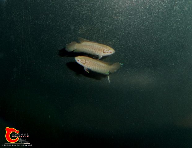 DSC01525.JPG