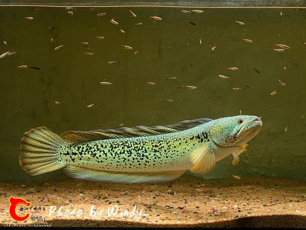 DSC_8764_副本.jpg