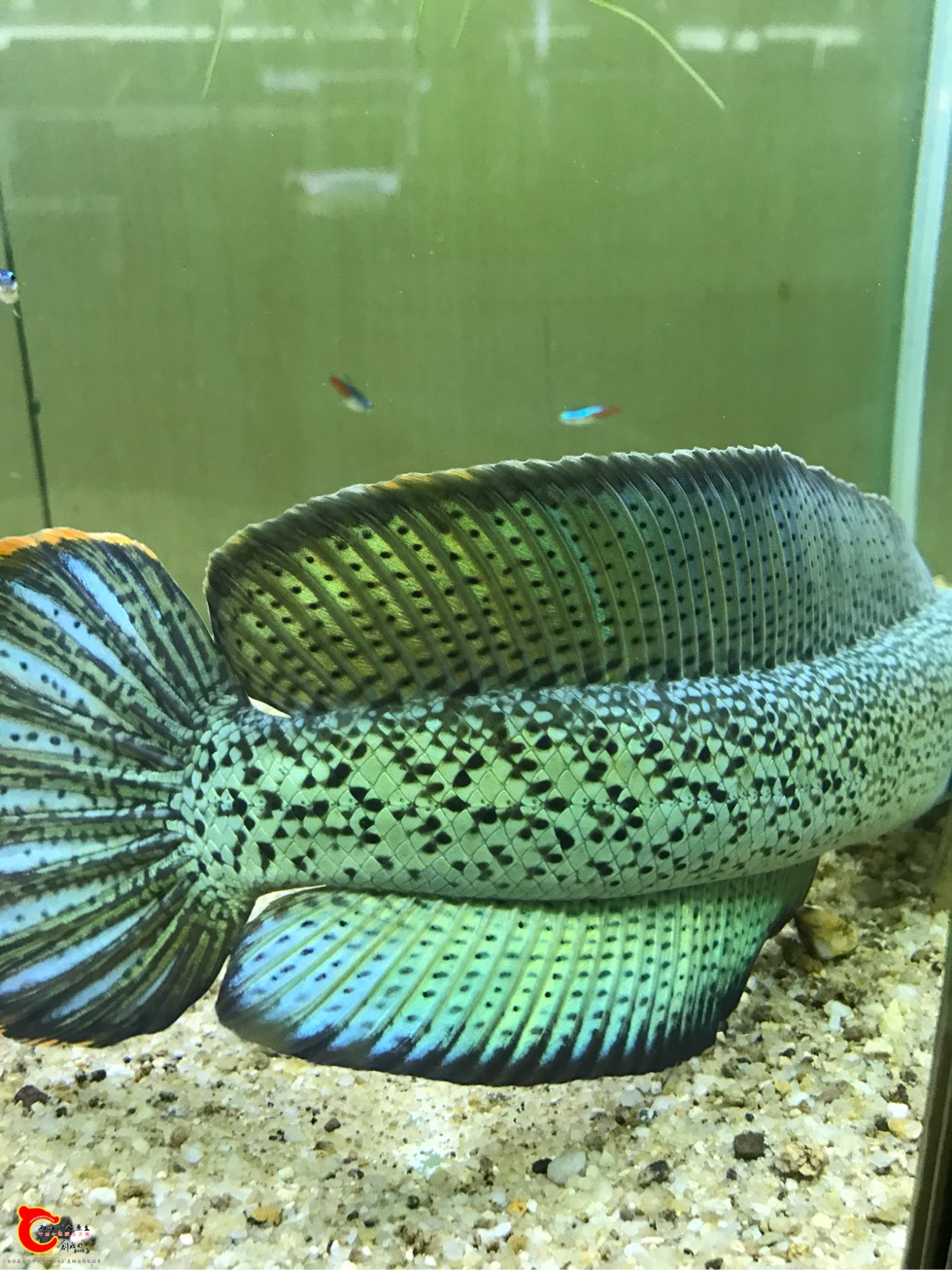 201350la44y9z6iybr4wlu.jpg