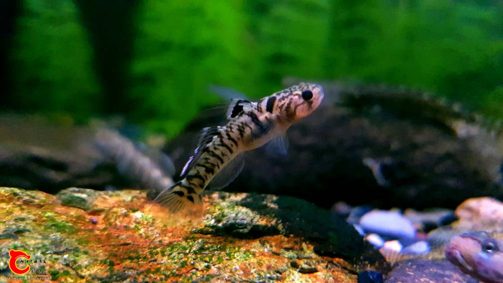 024257ambbscec4q00cxsb.jpg