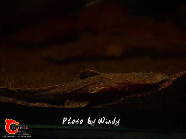 DSC_6336_副本.jpg