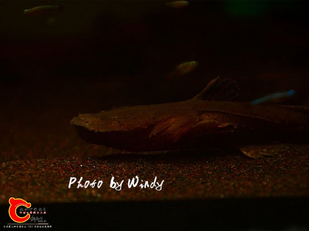 DSC_6339_副本.jpg