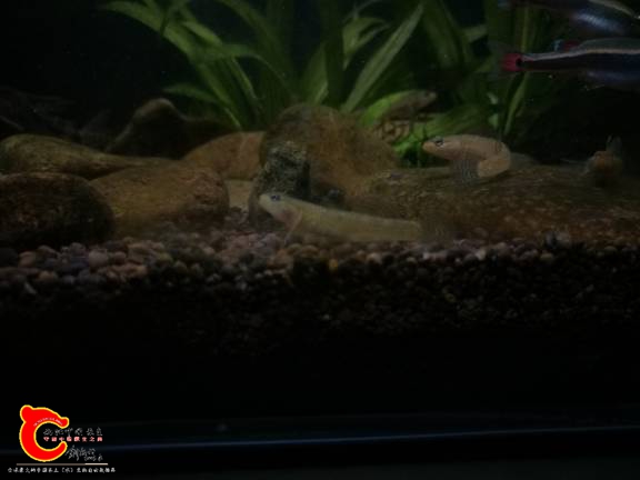 120109dyqaaq1qbtla5arr.jpg