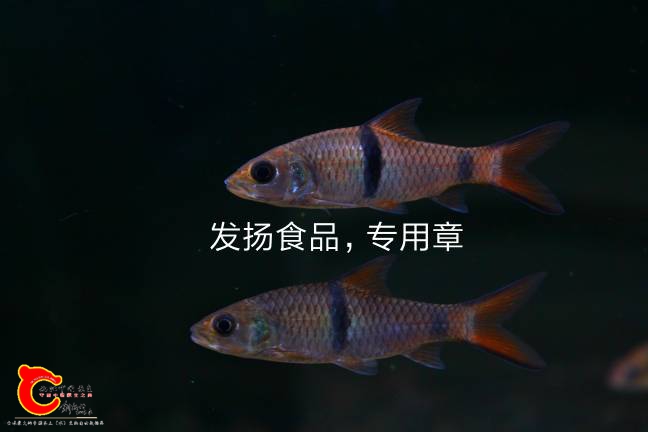 144604o76vv9vnfc6cyf6m.jpg