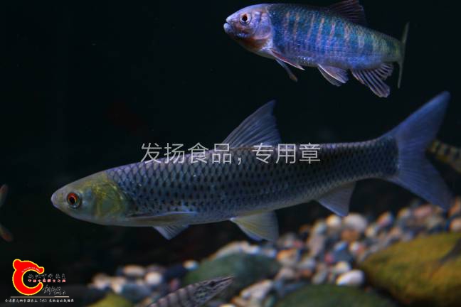 144607dxx77h2ebxeulxb7.jpg