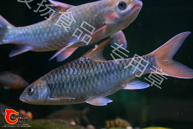 144718bisansipaneqiczf.jpg